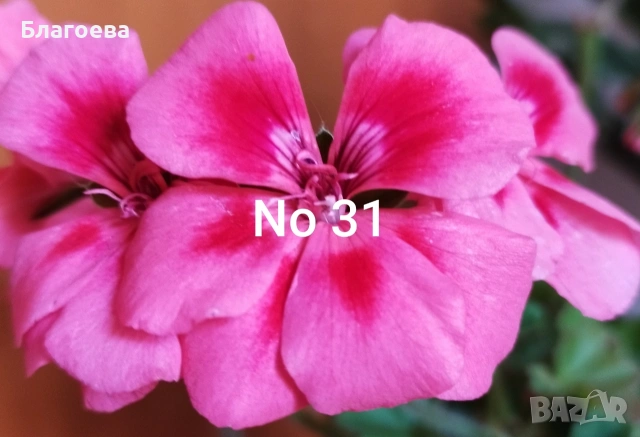 Комплект вкоренени резници Мушкато 10 бр - 9 цвята , снимка 9 - Стайни растения - 46905641