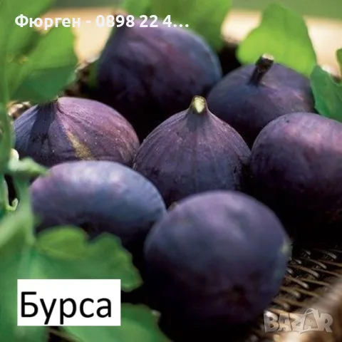 Смокиня  / Разсад Студоустойчиви - Налични 8 сорта, снимка 3 - Разсади - 34044411