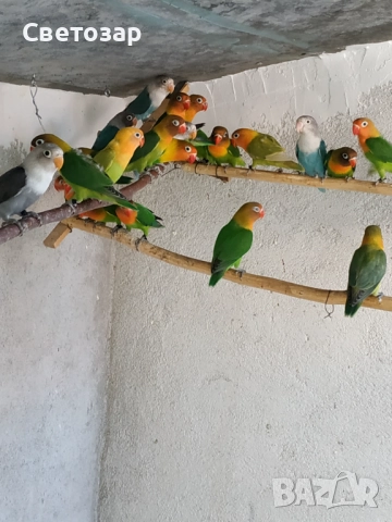 Маскови и фишерови неразделки, какарики, снимка 3 - Папагали - 51640667