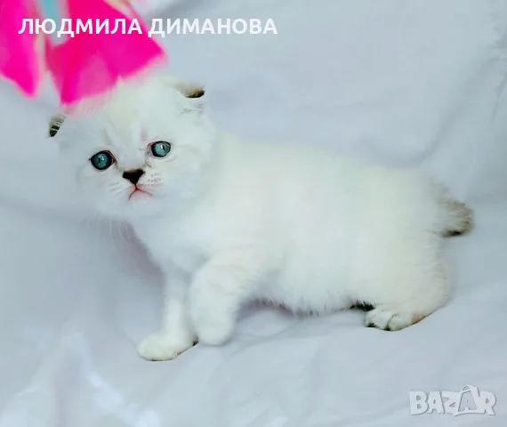 Шотландски със сини очи. , снимка 12 - Британска късокосместа - 56243737