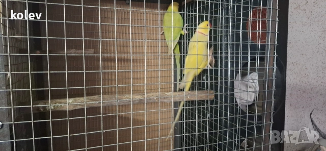 Папагали Малък Александър /двойка, снимка 11 - Папагали - 43090136