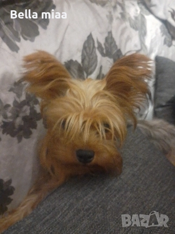 йорки, снимка 4 - Йоркширски териер - 52446737