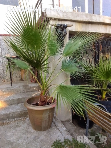 Палми Вяшингтония