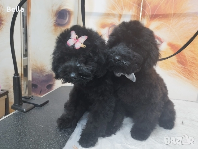 Мини пудел, снимка 5 - Пудели - 52938794