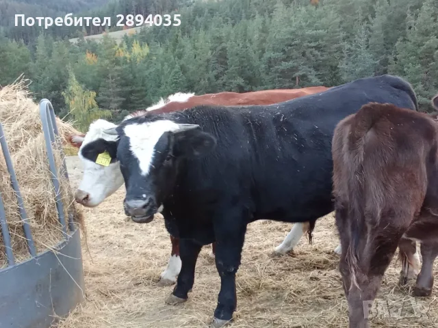 телета от 1 месец до 2 години, снимка 2 - Крави - 56436993