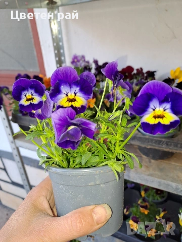 Теменужки , снимка 10 - Градински цветя и растения - 54220016