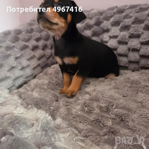 Чистокръвни пинчери, снимка 3 - Пинчер - 56336167