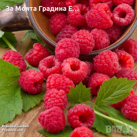 Малини 27 сорта , снимка 9 - Разсади - 54020155