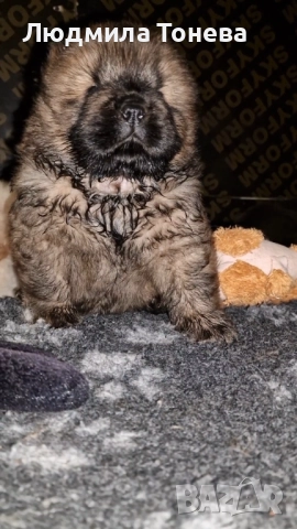 🦁 Свободни ЧАУ ЧАУ бебета от елитни родители – международни шампиони 🦁, снимка 3 - Чау Чау - 52450819