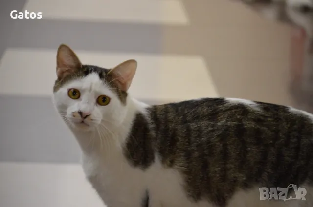 Зизу, котарак за осиновяване, снимка 1