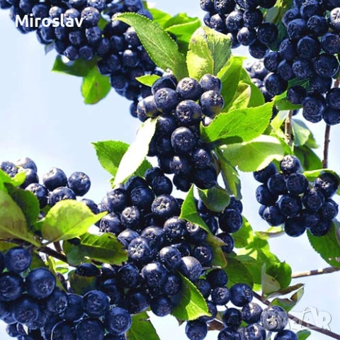 Арония „Викинг“, снимка 3 - Градински цветя и растения - 54124160