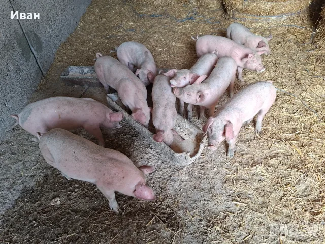 Продавам малки прасенца, снимка 2 - Прасета - 56073615