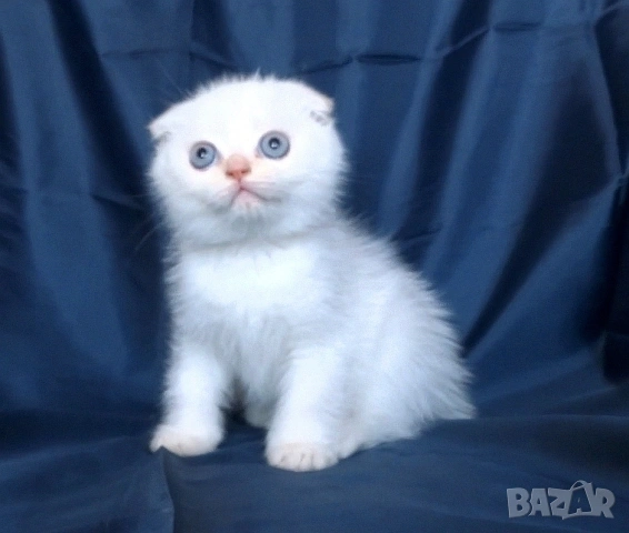 Клепоухи късокосмести котета, снимка 2 - Британска късокосместа - 43400066