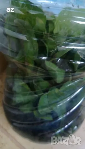 разсад невен, снимка 5 - Разсади - 50385062