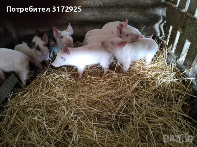 Малки прасенца на 52 дена, снимка 2 - Прасета - 56526543