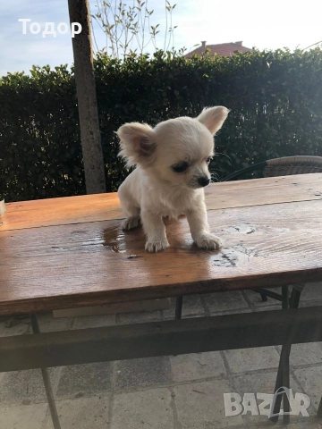 Продавам мини чихуахуа , снимка 4 - Чихуахуа - 52934706