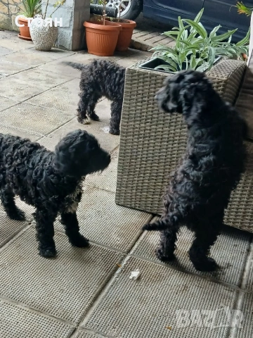 Кавапу, снимка 4 - Пудели - 52988583