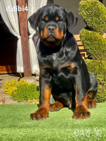 Ротвайлери , снимка 9 - Ротвайлер - 50765775