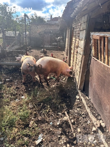 Продавам домашно отгледани  прасета, снимка 4 - За селскостопански - 51880163