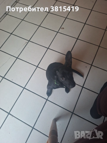 Подарявам пинчер женски на 4 месеца. Обучен