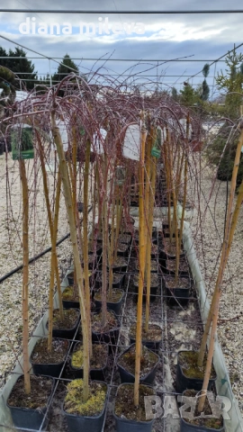 Плачеща върба, Salix Integra Pendula, снимка 15 - Градински цветя и растения - 50247216