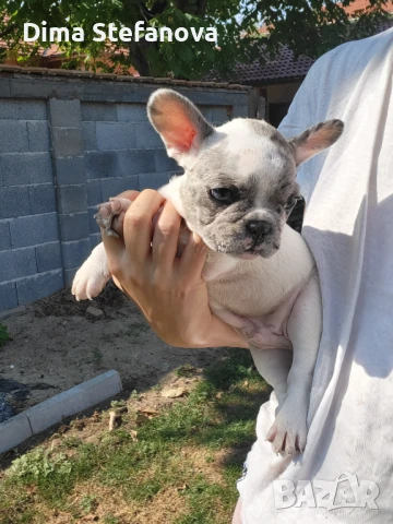 Продавам френски булдог., снимка 1