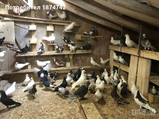 Пазарджишки високолетачи, снимка 3 - Гълъби - 37610596