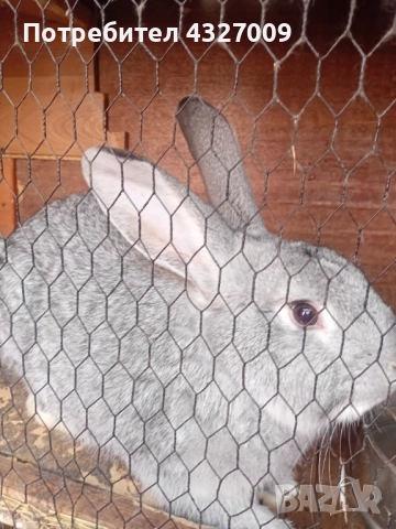 Продавам зайци , снимка 3 - Други - 52580559