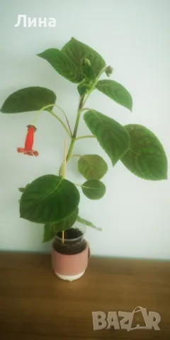 Колерия Биби(Kohleria Bibi) , снимка 1