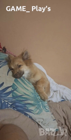 спешно за продажба:Порода шпиц , снимка 7 - Померан - 52830618