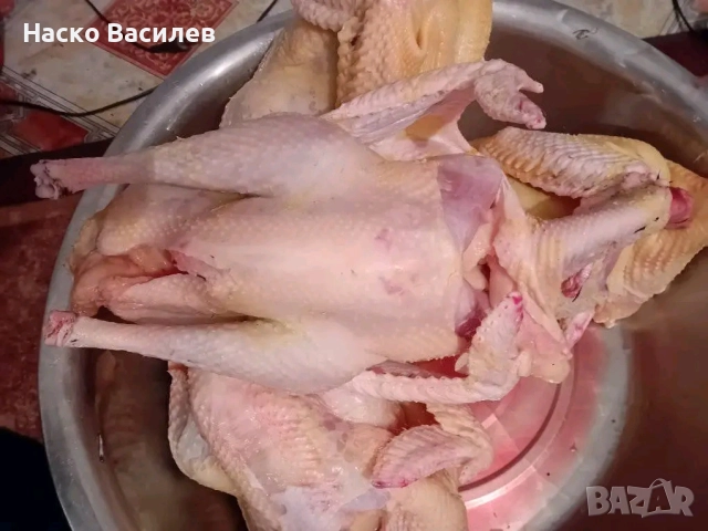 Свободни домашни пуйки гр.хасково 0877222145, снимка 2 - други­ - 52703035