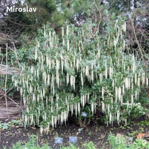 Гария (garrya thuretii), снимка 5 - Градински цветя и растения - 54364402