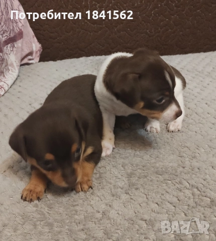 Продават се пинери, снимка 4 - Пинчер - 53890788