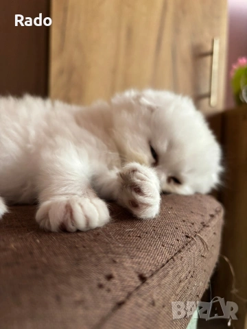 Клепоухи сребърни чинчили, снимка 8 - Британска късокосместа - 54220656