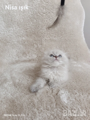 красавец не е красив той е унилален