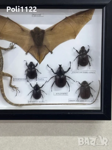 Препарирани прилеп,гущер и бръмбари, снимка 5 - Антикварни и старинни предмети - 50695383