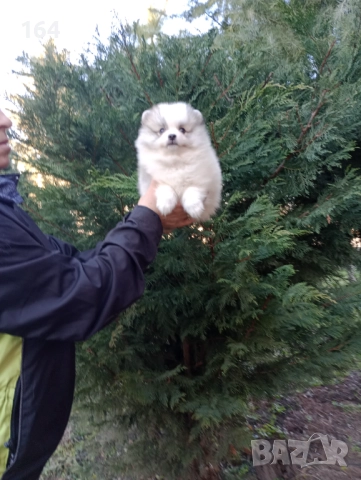 Мъжки Померани. Реални снимки от 29.12.25 г. , снимка 3 - Померан - 52926789