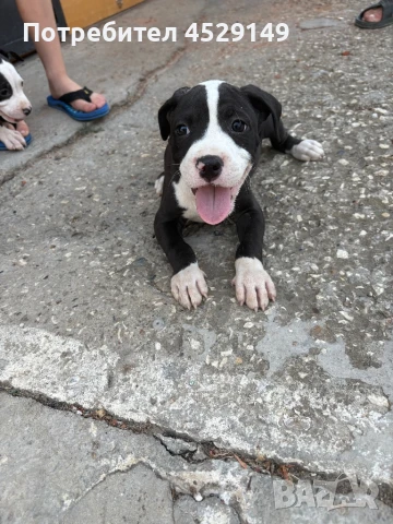 Питбули с-2 ваксини, снимка 1
