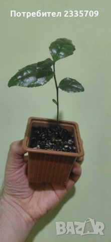 Китайски чай Camellia sinensis - покълнали семена, снимка 3 - Сортови семена и луковици - 53612418