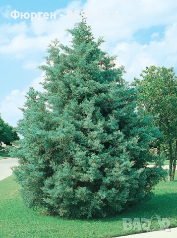 Аризонският кипарис