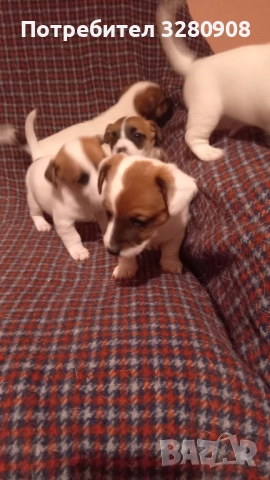 Малки кученца Джак Ръсел , снимка 7 - Джак ръсел териер - 52493307
