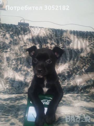 Свободни чухопинчери , снимка 4 - Чихуахуа - 53288956