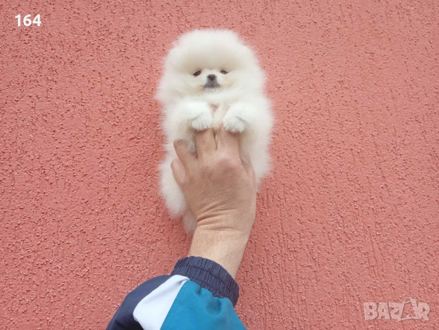 Померан. Реални снимки !, снимка 2 - Померан - 54138758