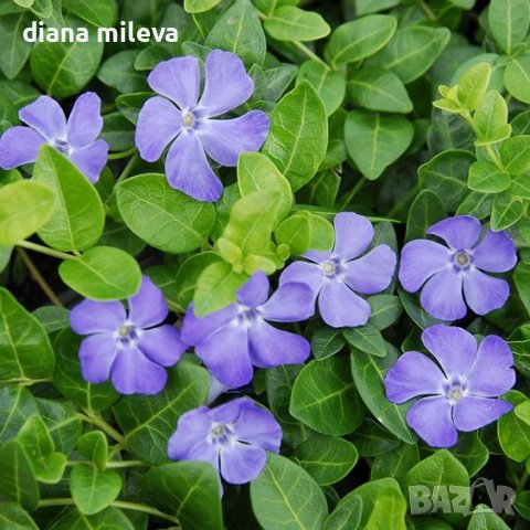 Винка минор, Vinca minor, снимка 2 - Градински цветя и растения - 44392855