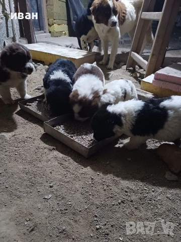 бок каракачанки, снимка 5 - Каракачанска овчарка - 52730293