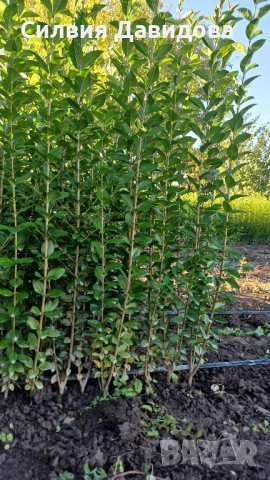 0.70лв. Лигуструм на гол корен, снимка 3 - Градински цветя и растения - 52189521