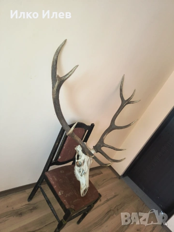 Трофей Еленски рога, снимка 3 - Декорация за дома - 53364981