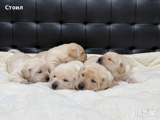 Чистокръвни Лабрадор Ретривър:, снимка 9 - Лабрадор ретривър - 53164804