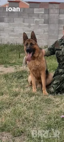 Обучение на Кучета 