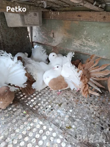 Продавам фенерлии, снимка 2 - Гълъби - 50149773